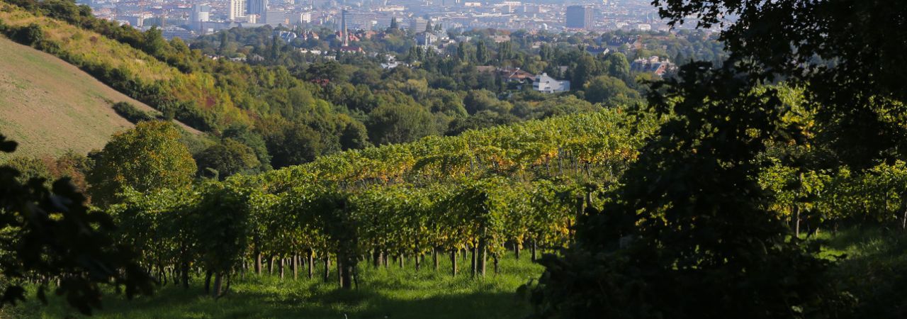 Wiener Weinberg